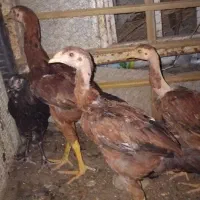 جوجه لاری