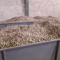 بادام زمینی تازه عمده و خرده|عمده‌فروشی|شوط, |دیوار