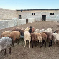 هترو و همو|حیوانات مزرعه|شیروان (خراسان), |دیوار