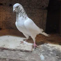 کبوتر پرشی