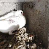 تعدادی کفتر سفید|پرنده|چیتاب, |دیوار