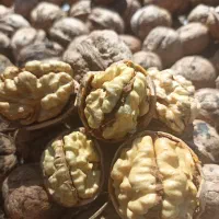 گردو|خوردنی و آشامیدنی|شاهین دژ, |دیوار