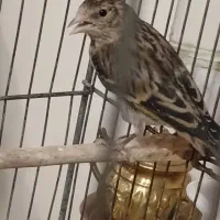 فروش جوجه سهرقناری ۳۰روزه