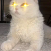 اسکاتیش|گربه|تهران, دکتر هوشیار|دیوار