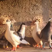 کبوتر|پرنده|نیشابور, فیض آباد|دیوار