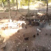 جوجه محلی