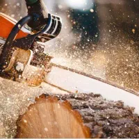 خرید درخت چوب هرس کاری