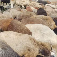 ۱۳۶ راس گوسفند داشتی شیشک و آبستن با ۷ بره