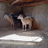 فروش ۴راس بز جوان شیروارآبستن|حیوانات مزرعه|بسطام, |دیوار