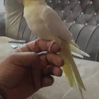 یک عدد عروس هلندی نر سخنگو|پرنده|آذرشهر, |دیوار