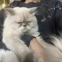 گربه هیمالین چشم یخی