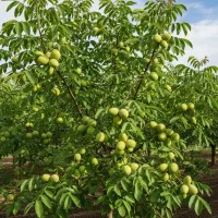 خرید نهال گردو پربار و سالم|گل و گیاه طبیعی|شیراز, باغ تخت|دیوار