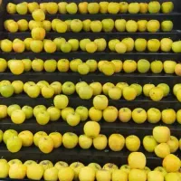 پالت میوه دوربین