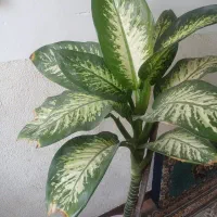 گل های زینتی