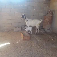 بز سرحال|حیوانات مزرعه|شادگان, |دیوار