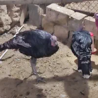 بوقلمون نر جوان|حیوانات مزرعه|فسا, |دیوار