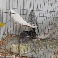 عروس هلندی مختلف