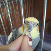عروس هلندی