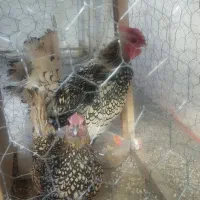 مرغ و خروس  سیبرایت