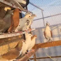 20دونه  کفتر