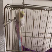 عروس هلندی دوعدد