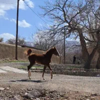 اسب کرد و عرب