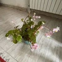 گل طبیعی عروس