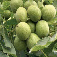 نهال گیلاس وآلو|خدمات باغبانی و درختکاری|سنندج, |دیوار