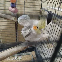 هروس هلندی نر ماده|پرنده|کاشمر, |دیوار