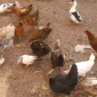 مرغ خروس اردک لاری