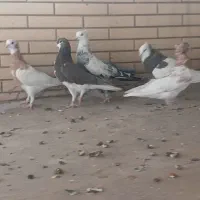 فروش ۶ عدد کبوتر