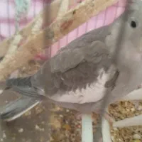 طوطی