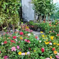 گل رز|گل و گیاه طبیعی|جیرفت, |دیوار