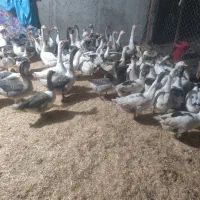 تعداد 45عدد غاز