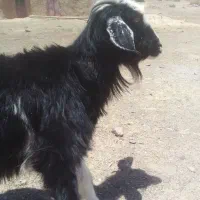 گوسفند|حیوانات مزرعه|پسکوه, |دیوار