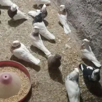 کبوتر درجه یک