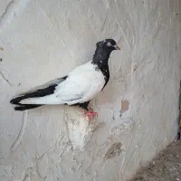 کفتر سینه