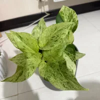 پتوس مرمری و زاموفیلیا سبز نشایی