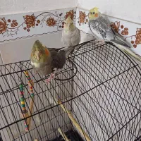 یه جفت عروس هلندی بایه تک