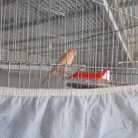 قناری نر|پرنده|هندیجان, |دیوار