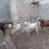 چند عدد کهر چکل خوب سرحال به فروش می رسد