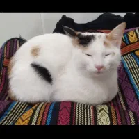واگذاری گربه رایگان