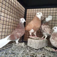 کبوتر جفت جوجه از نسل شازده زرد و شازده سرور عتیقه