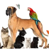 دامپزشکی در منزل توسط دکتر دامپزشک