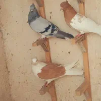 پرنده  ماده|پرنده|شیراز, دروازه قران|دیوار