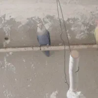 برزیلی مولد