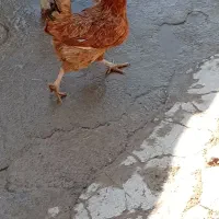 2عدد‌مرغ‌