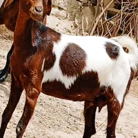 مری ابست جملزا