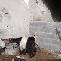 گوسفند میش . ۱۰راس بز ترکی آبستن همه جوان