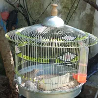 سهره خاکی بخون با قفس